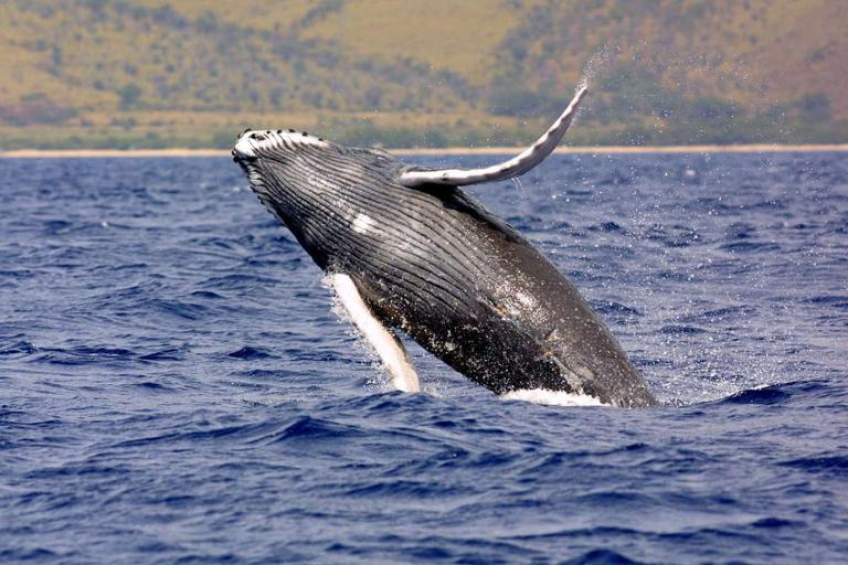 Whale Watching Season Peaks in Bay of Fundy